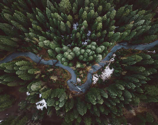 Rainforest Action Initiative